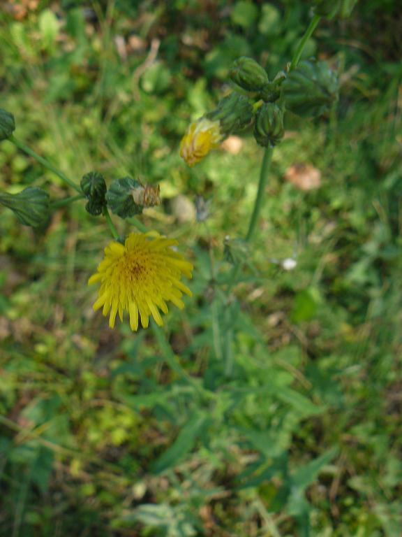 composita gialla - Sonchus sp.